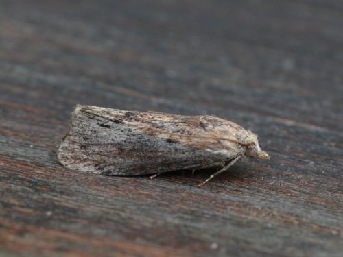 Galleria mellonella